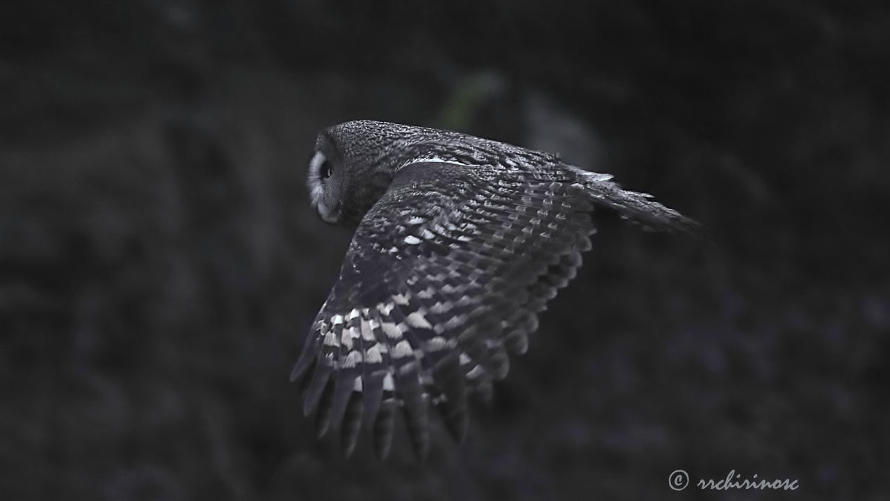 Great grey owl